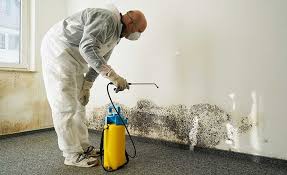 Trusted Broad Creek, NC Mold Remediation Experts